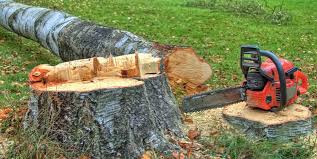 Trusted Northport, AL Tree Care Experts