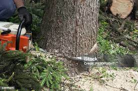 How Our Tree Care Process Works  in  Northport, AL