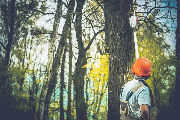 Tree and Shrub Care in Northport, AL